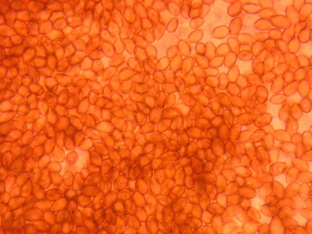 In un vaso di fiore... Quiz